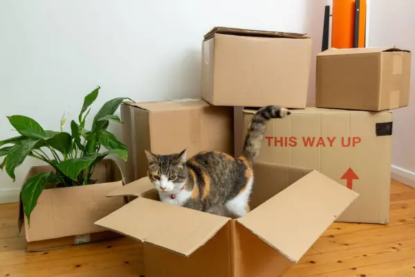 Professional Movers in Greater Toronto Area